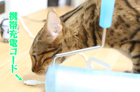 ベンガル猫