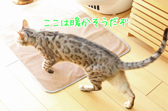 シルバーベンガル猫