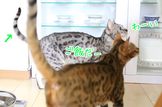 ベンガル猫