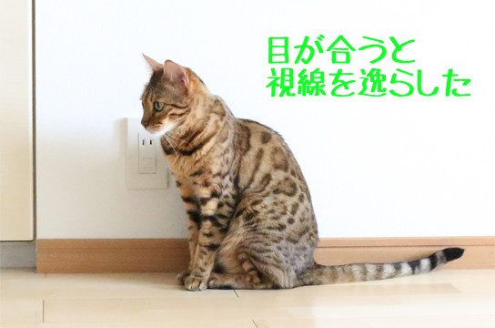 ベンガル猫