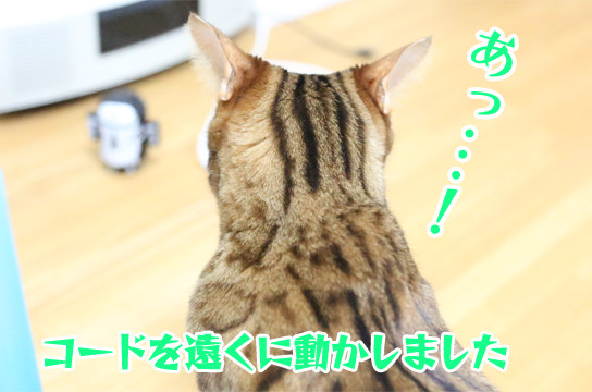 ベンガル猫