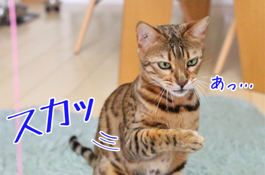 ベンガル猫