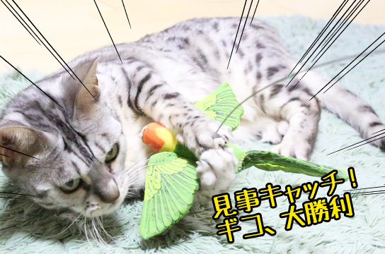 シルバーベンガル猫