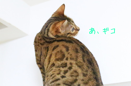 ベンガル猫