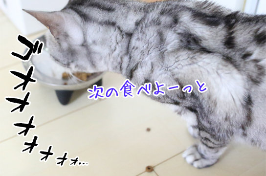 シルバーベンガル