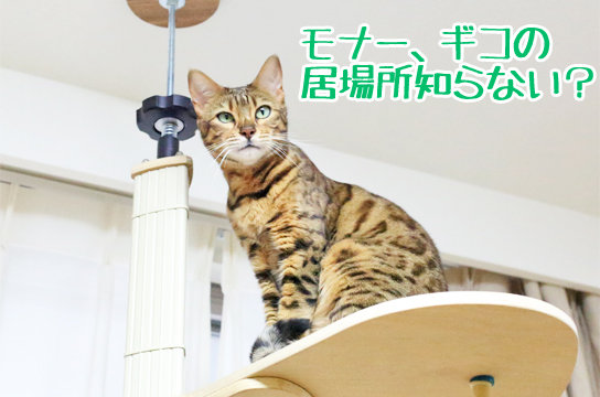 ベンガル猫