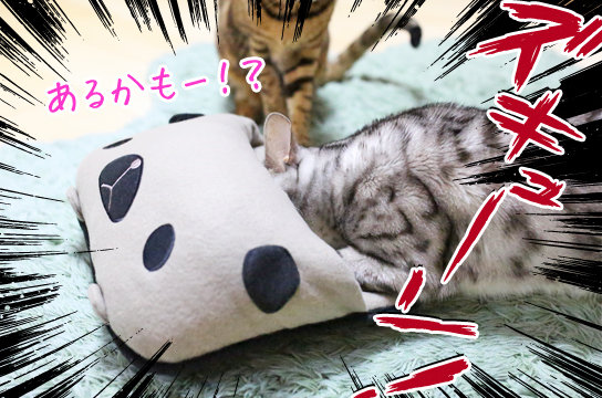 シルバーベンガル猫