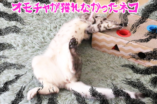 シルバーベンガル猫