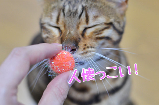 ベンガル猫