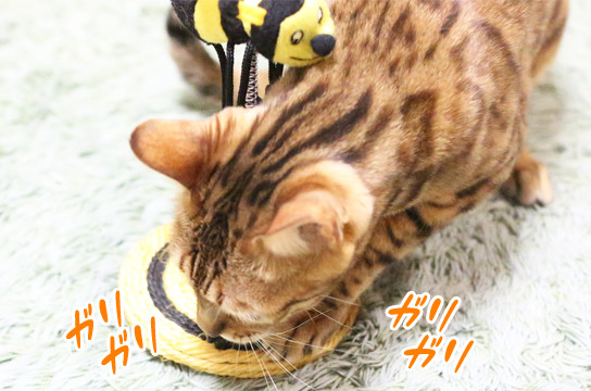 ベンガル猫