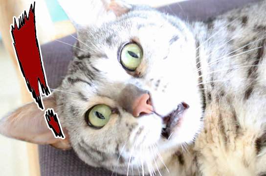 シルバーベンガル猫