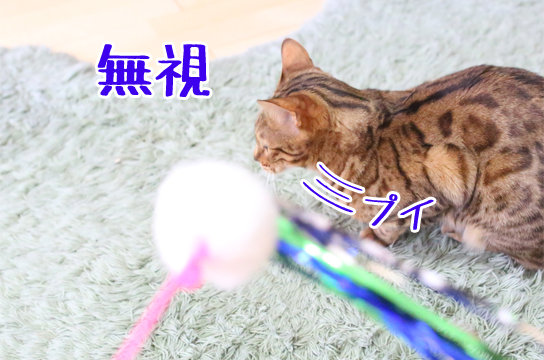 ベンガル猫