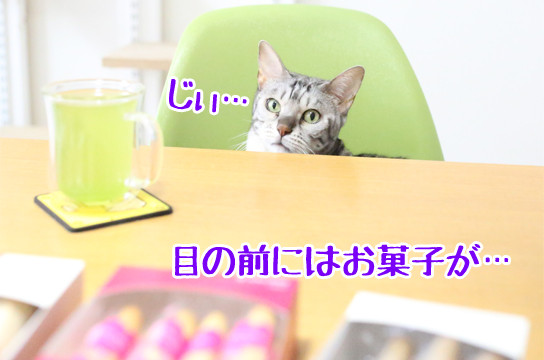 シルバーベンガル猫