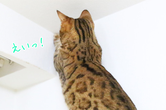 ベンガル猫