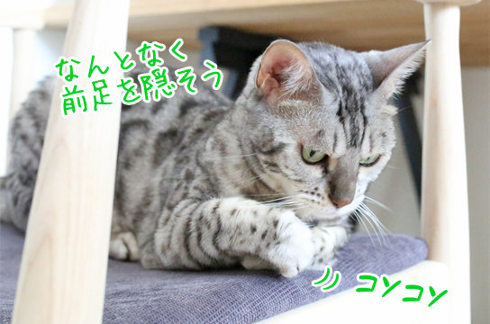 シルバーベンガル猫