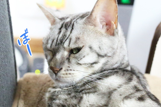 シルバーベンガル猫