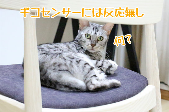 シルバーベンガル猫