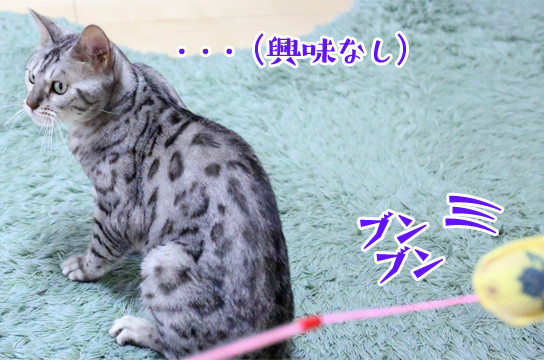 シルバーベンガル猫