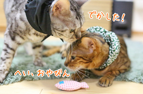 シルバーベンガル猫