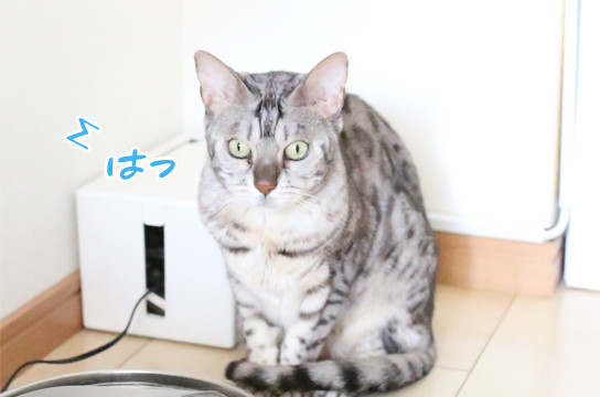 シルバーベンガル猫