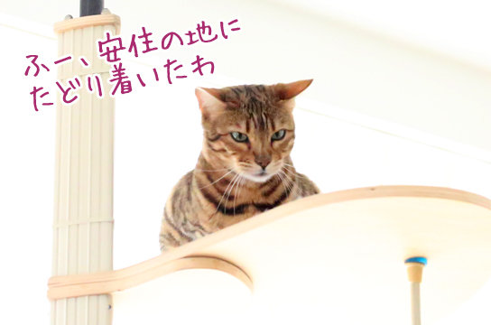ベンガル猫
