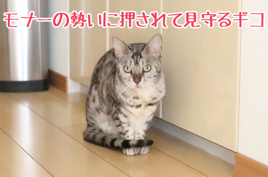 シルバーベンガル猫