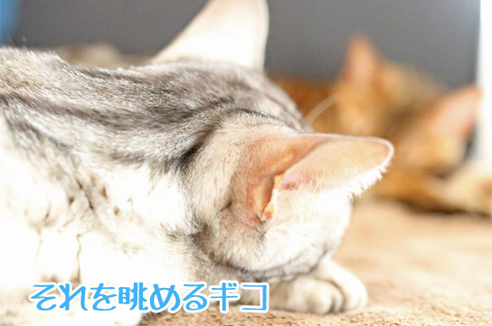 シルバーベンガル猫