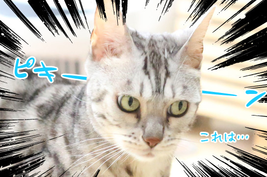 シルバーベンガル猫