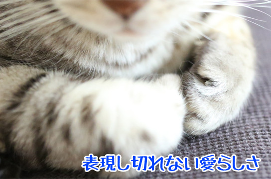 シルバーベンガル猫