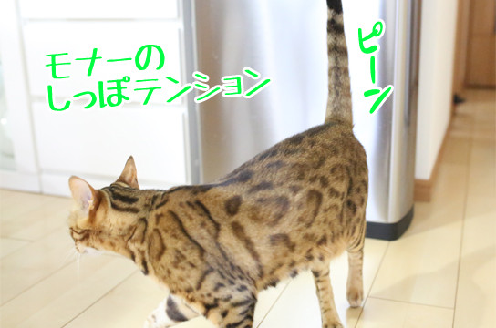 ベンガル猫
