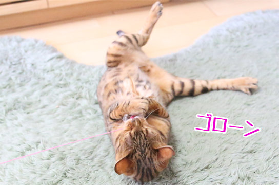 ベンガル猫