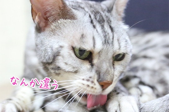 シルバーベンガル猫