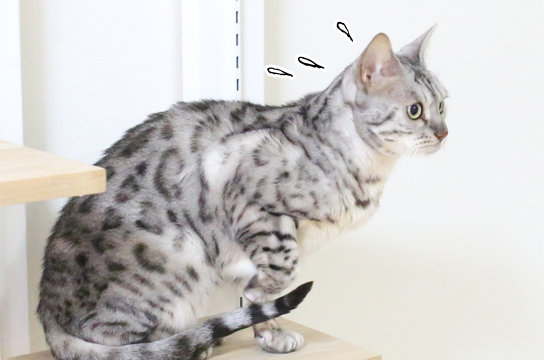 シルバーベンガル猫