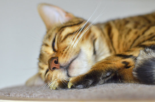 寝てる猫って可愛い というイメージを覆す猫 ベンガル猫ブログ ねこちん 猫とオッサンの賃貸生活