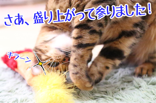 ベンガル猫