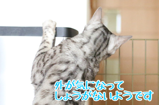 シルバーベンガル猫