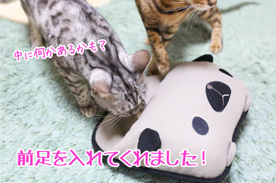 シルバーベンガル猫