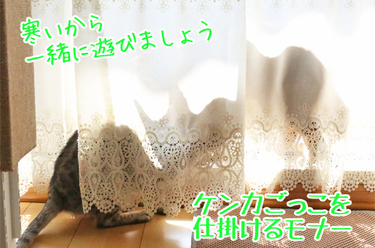 シルバーベンガル猫