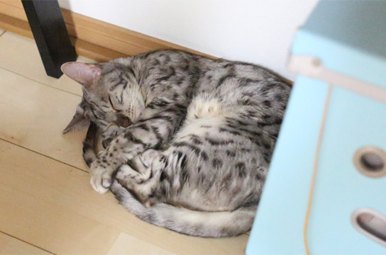 シルバーベンガル猫