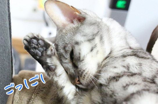 シルバーベンガル猫