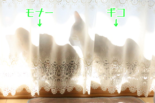 シルバーベンガル猫