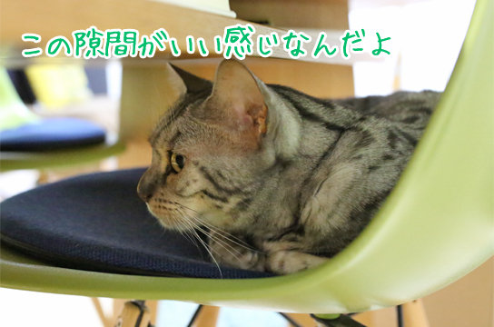 シルバーベンガル猫