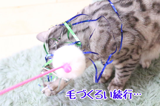 ベンガル猫