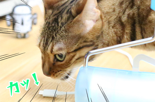 ベンガル猫