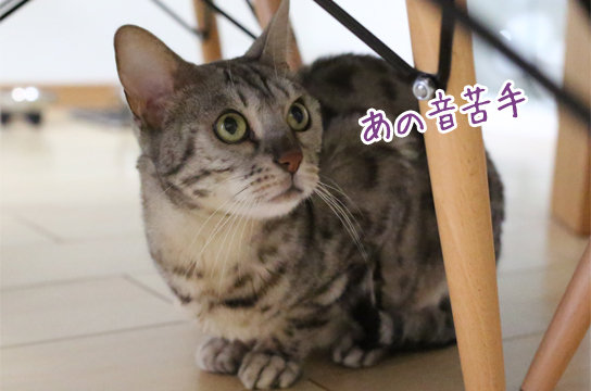 シルバーベンガル猫