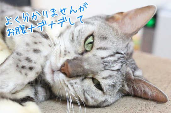 シルバーベンガル猫