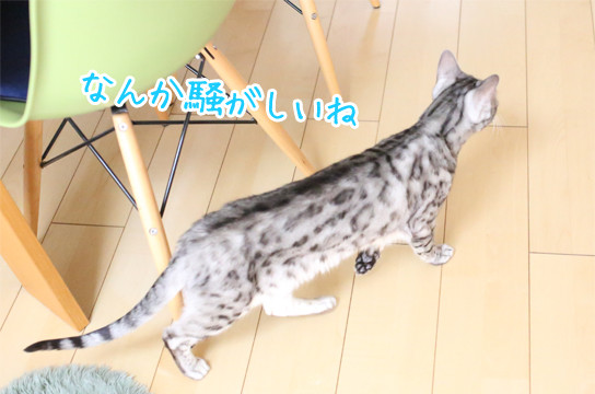 シルバーベンガル猫