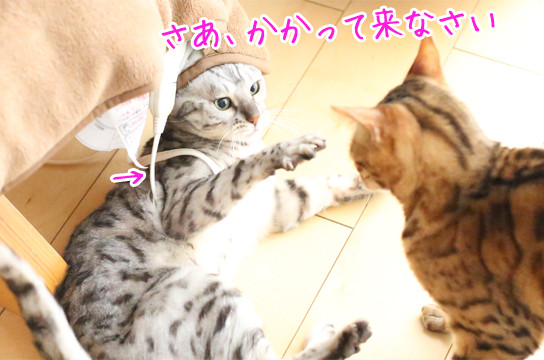 シルバーベンガル猫