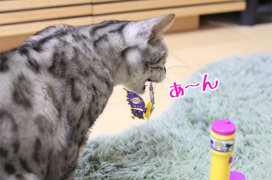 シルバーベンガル猫