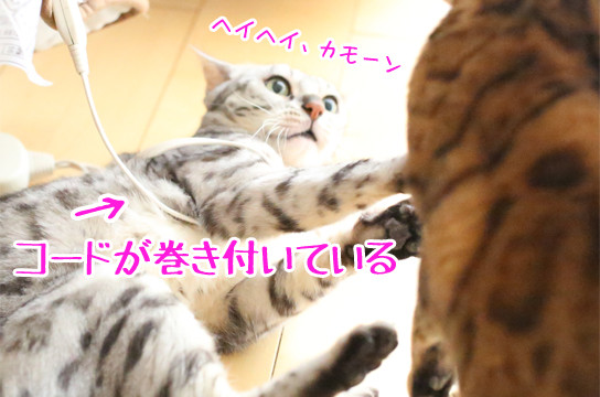 シルバーベンガル猫